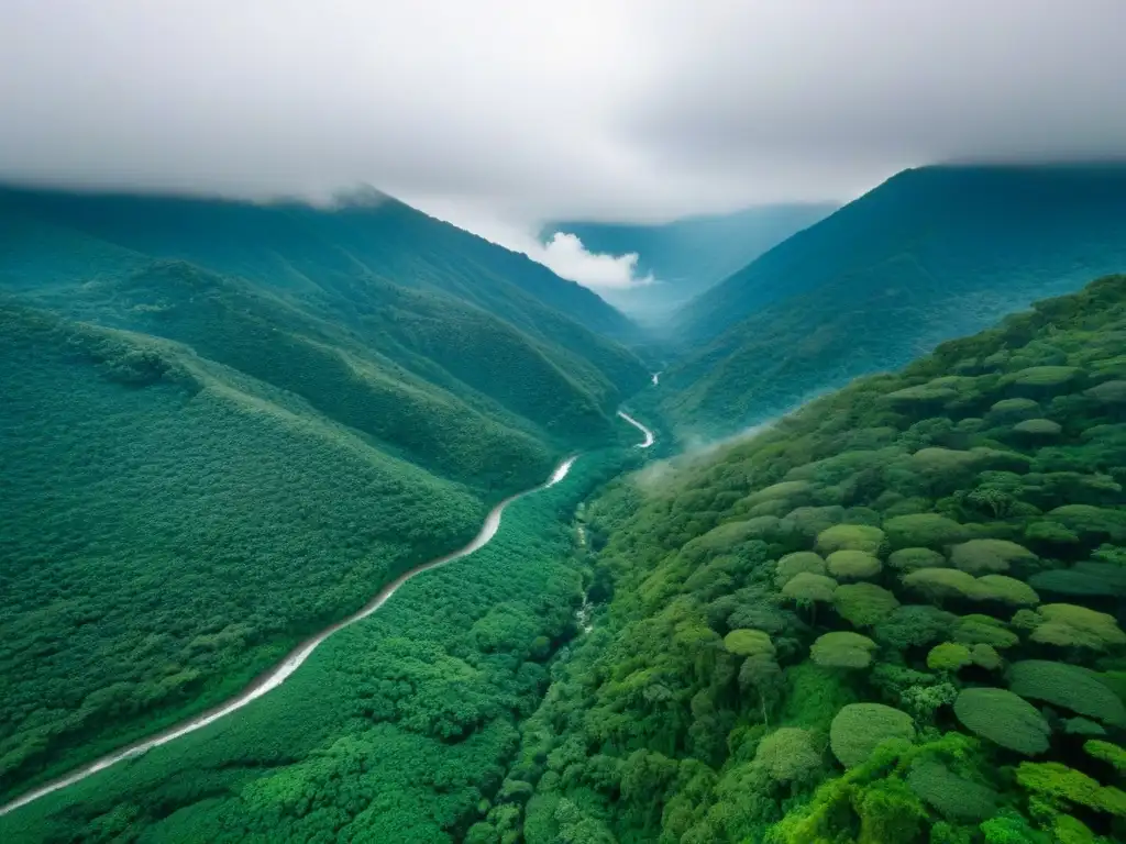 Descubre la exuberante Selva de Montecristo en El Salvador, con su diversa flora y densa vegetación